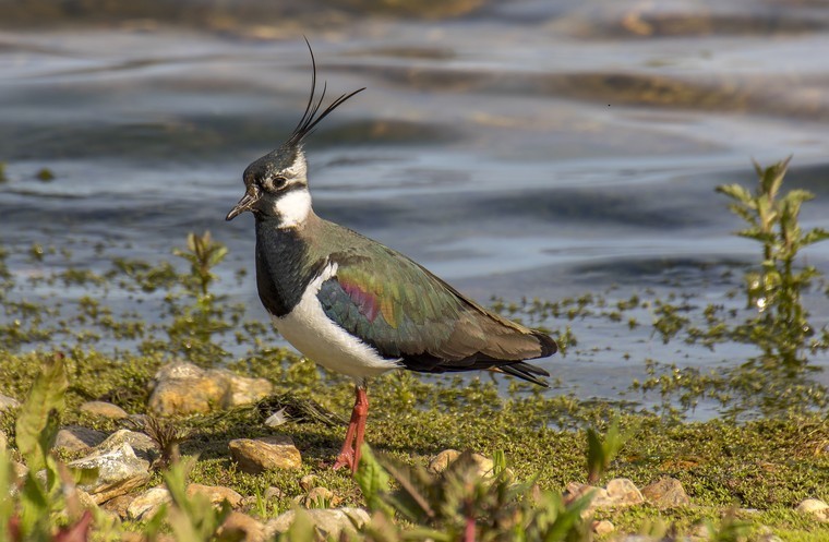 Take part in the GWCT Big Farmland Bird Count