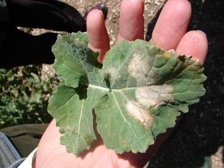 Light leaf spot risk relatively low