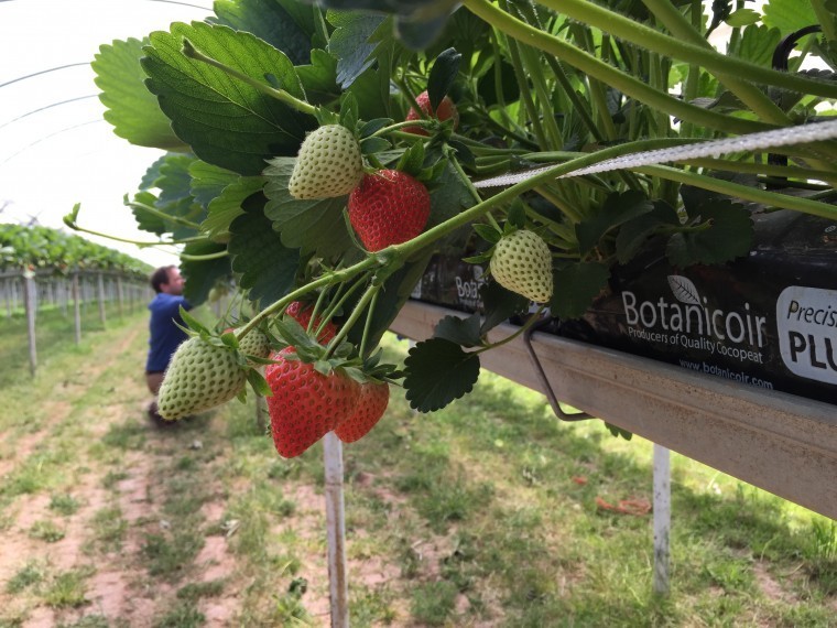 Brits show up in force at fruit show