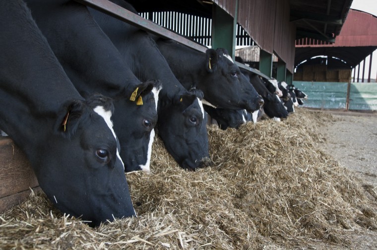 Optimise dairy cow diets to avoid costly drops in fertility