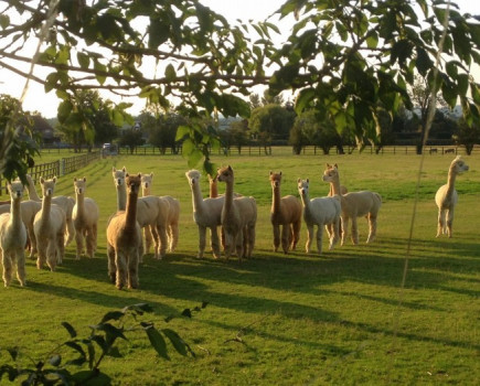 Couple selling most of their alpacas