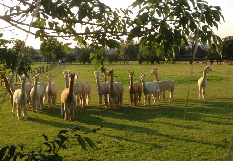 Couple selling most of their alpacas