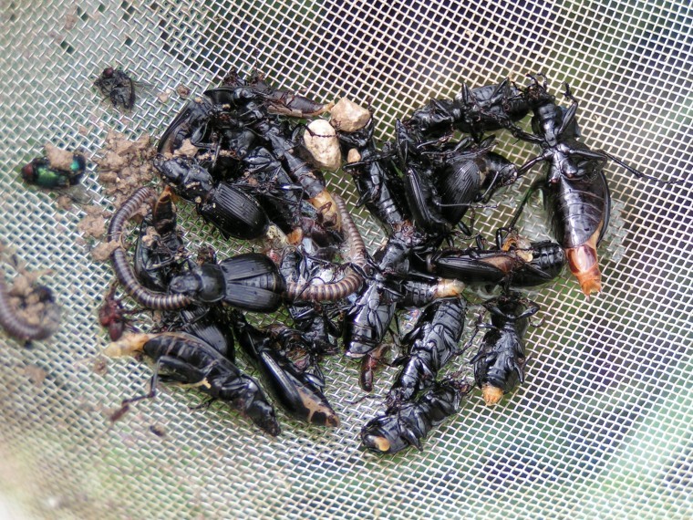 Kent farm boosts beneficial beetles