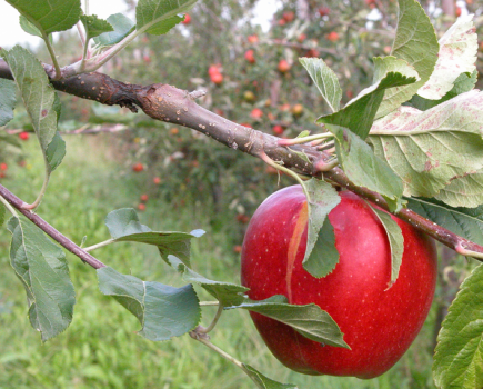 Research finds new  apple canker treatments