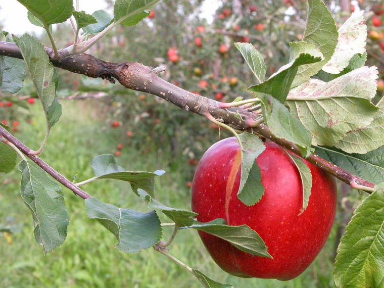 Research finds new  apple canker treatments