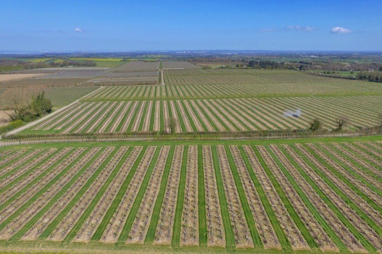 Fruit farm with trickle irrigation