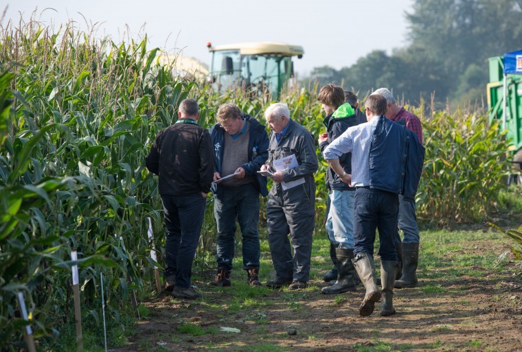 National maize trials look at varietal performance