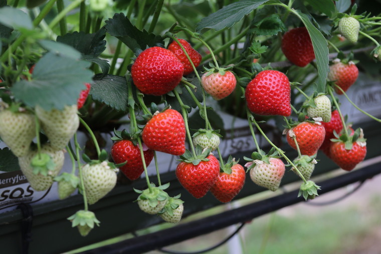 Malling™ Fruits reports unprecedented interest in everbearer strawberry Malling™ Ace