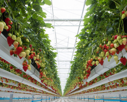 Malling™ Fruits plant sales nearing 100 million in 2021