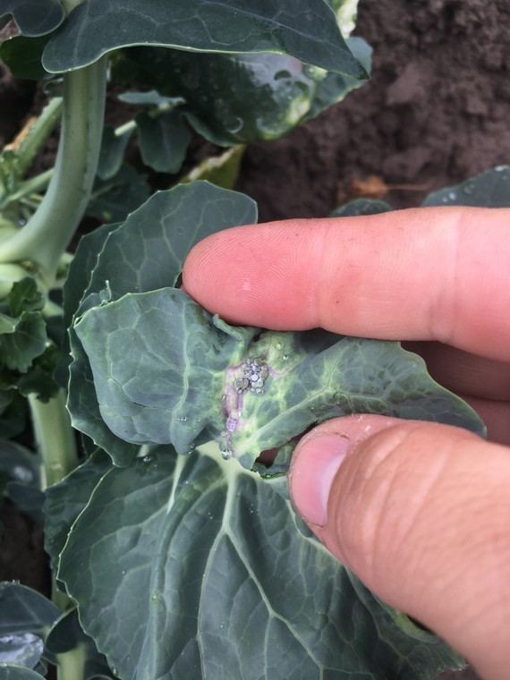 Think long-term for effective aphid control in brassicas