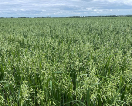 New spring oat varieties pushing shift in the market