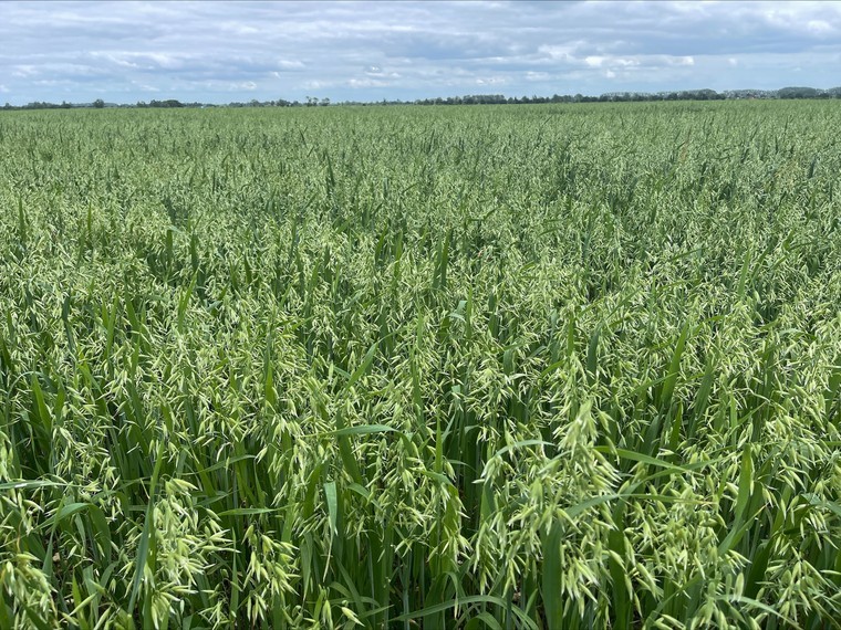 New spring oat varieties pushing shift in the market