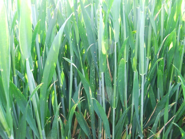 Tackle mildew early in high risk cereal crops