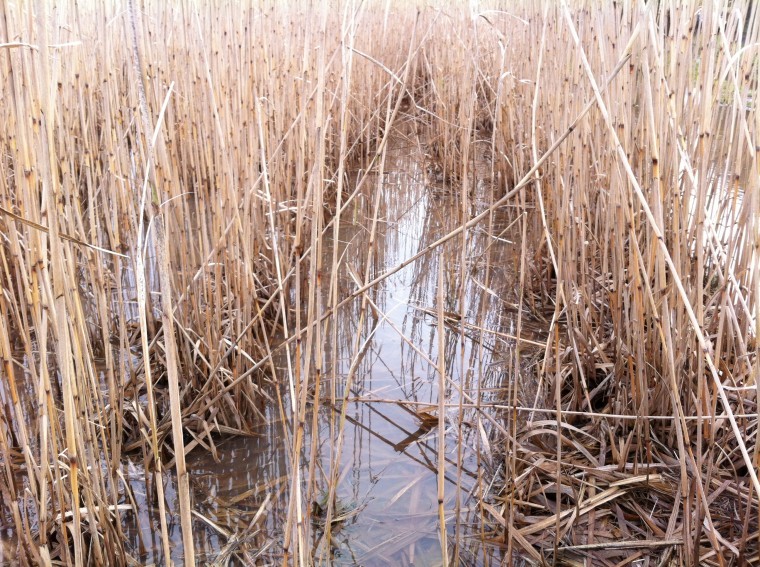 Energy crop in trials to restore flood plain soils