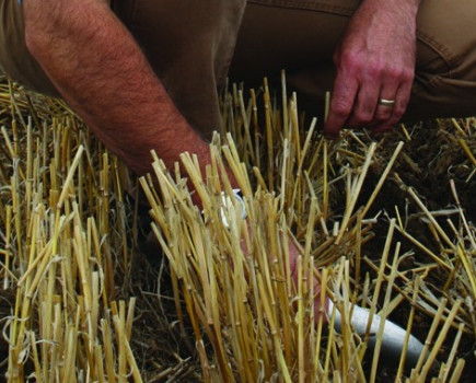 Manage stale seedbeds to maximise black-grass kill