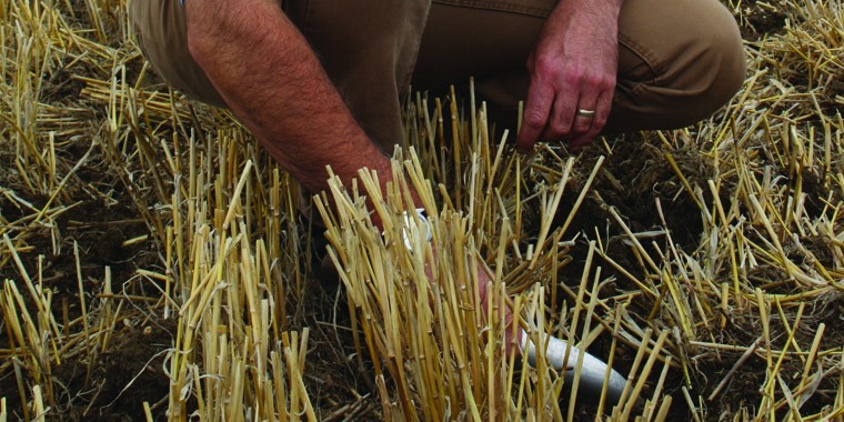 Manage stale seedbeds to maximise black-grass kill