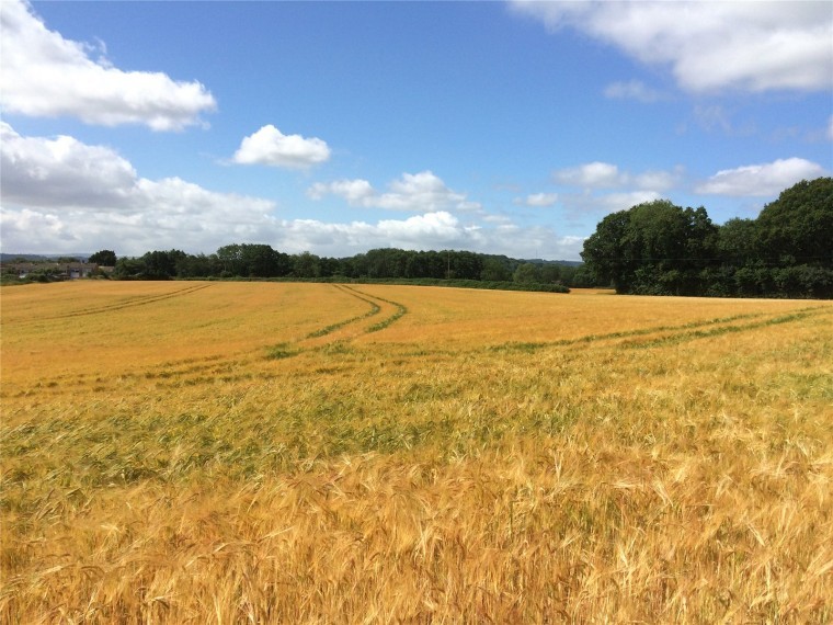 Land mostly down to barley