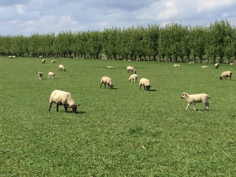 Farm in cover crop trial