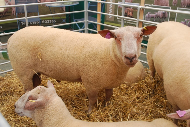 UK sheep meat production forecast to reach 2009 levels