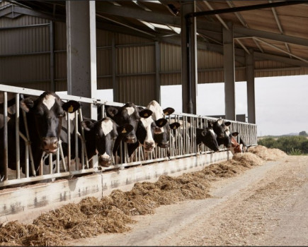 New UK protein animal feed to hit the market