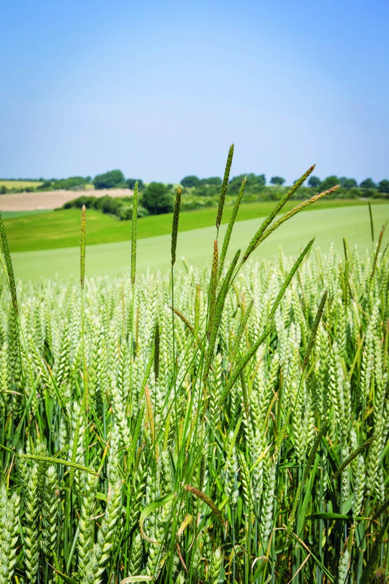 Black grass favours damaged soils