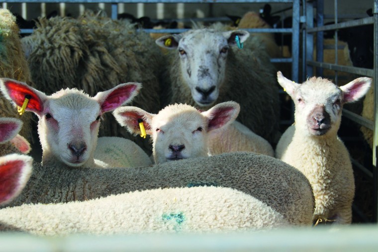 Top breeding ewes snapped up at farm sale