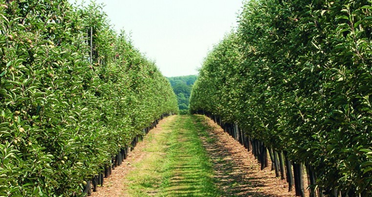 Kent fruit estate to be sold