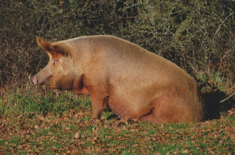 Pig trade under severe pressure