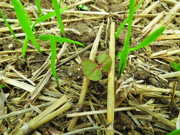 Fitting cover crops to CAP reforms