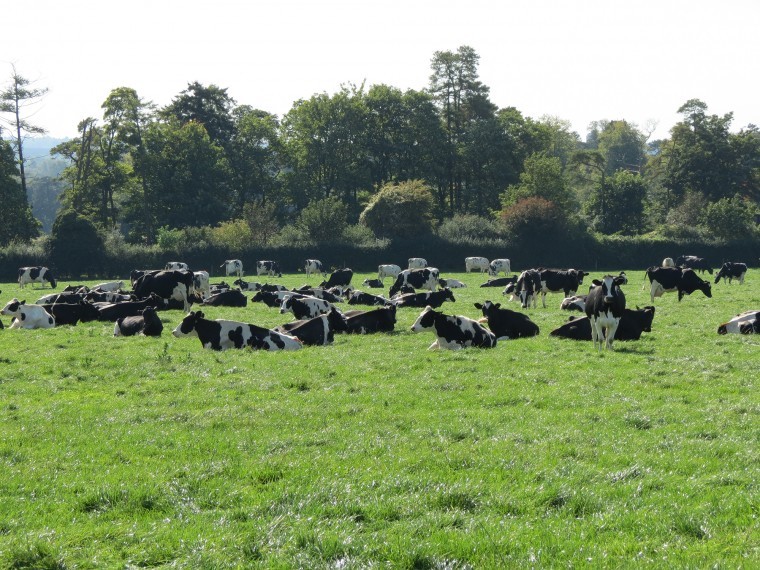 Big increase in cow numbers