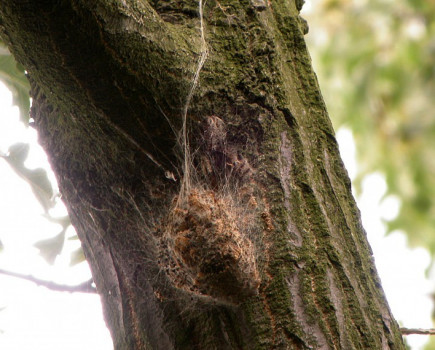 Caterpillar linked to health problems in livestock