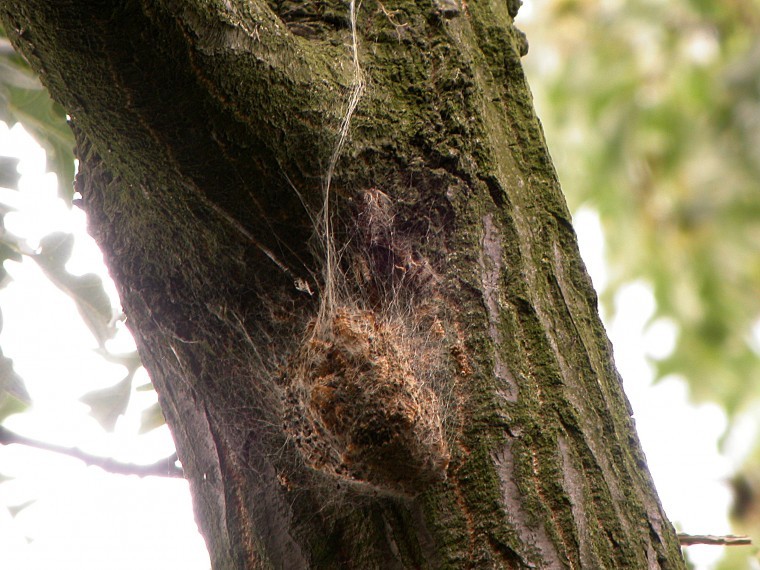 Caterpillar linked to health problems in livestock