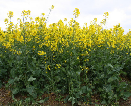 Oilseed Rape choices for Autumn 2022