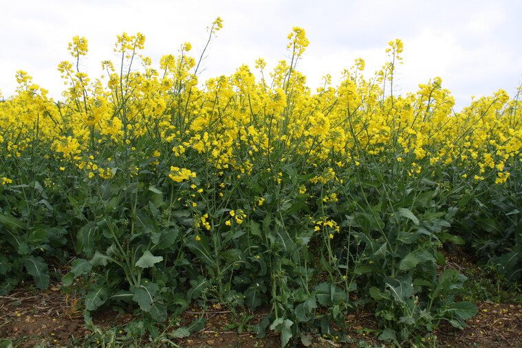 Oilseed Rape choices for Autumn 2022