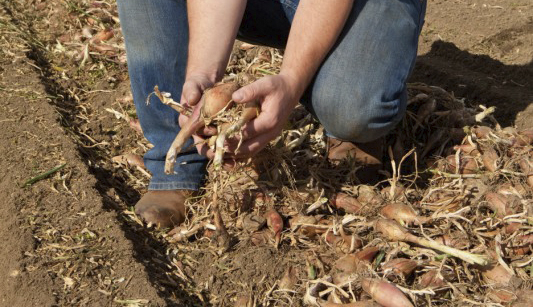 UK onion crop down 40%