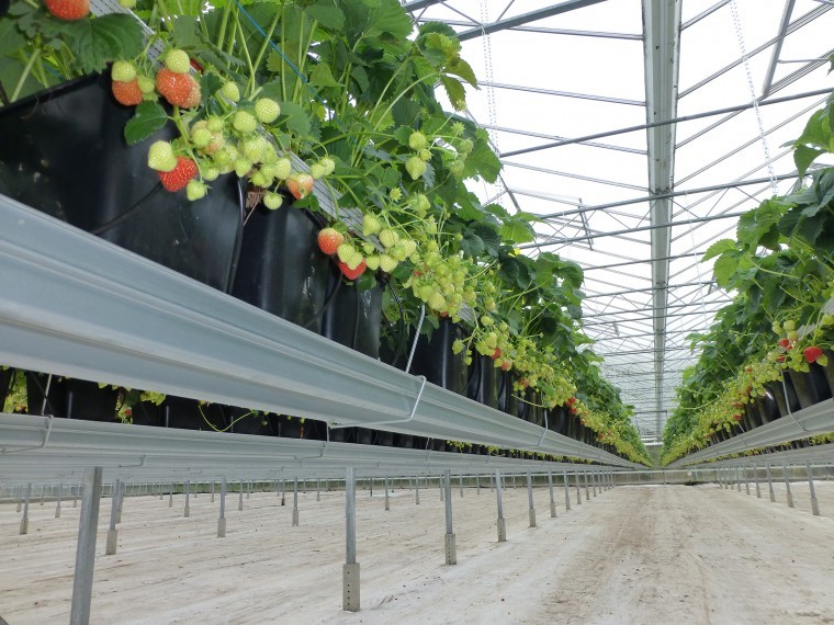 Soft fruit growers using more water