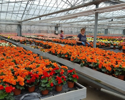 Growers struggle to stay in business