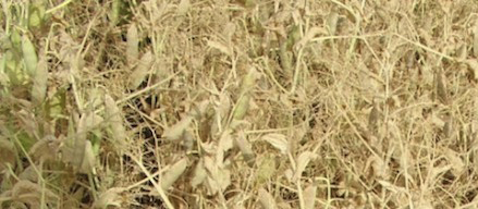 Harvest and storage of pulses