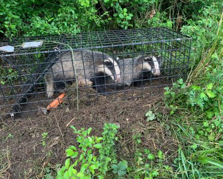 Badger vaccination underway