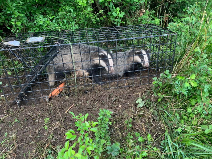 Badger vaccination underway