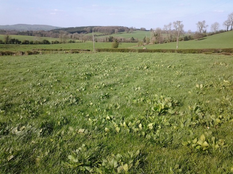 Spray docks in silage crops now