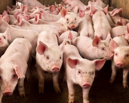 Pig sector needs to start transitioning away from zinc oxide