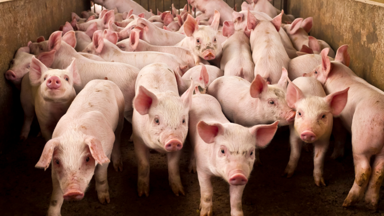 Pig sector needs to start transitioning away from zinc oxide