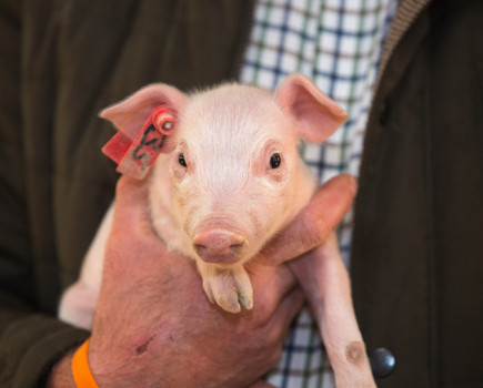Could you reduce piglet handling?