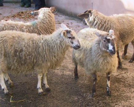 Cobalt deficiency contributing to poor lamb growth