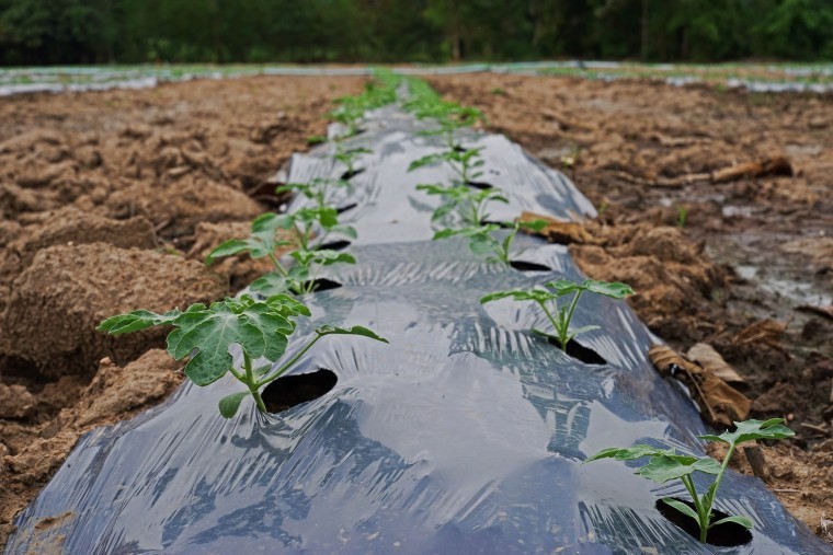 Growers to trial alternatives to plastic for veg production