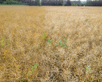 Recent storms showcase value of pod shatter resistance