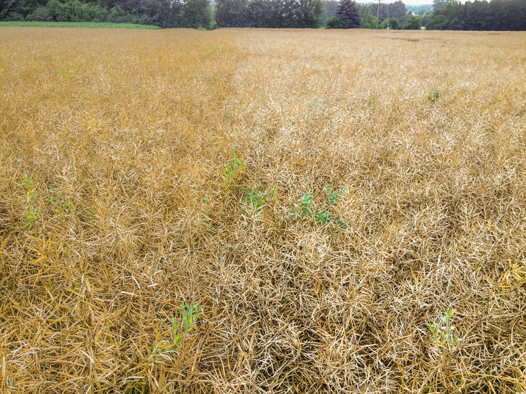 Recent storms showcase value of pod shatter resistance
