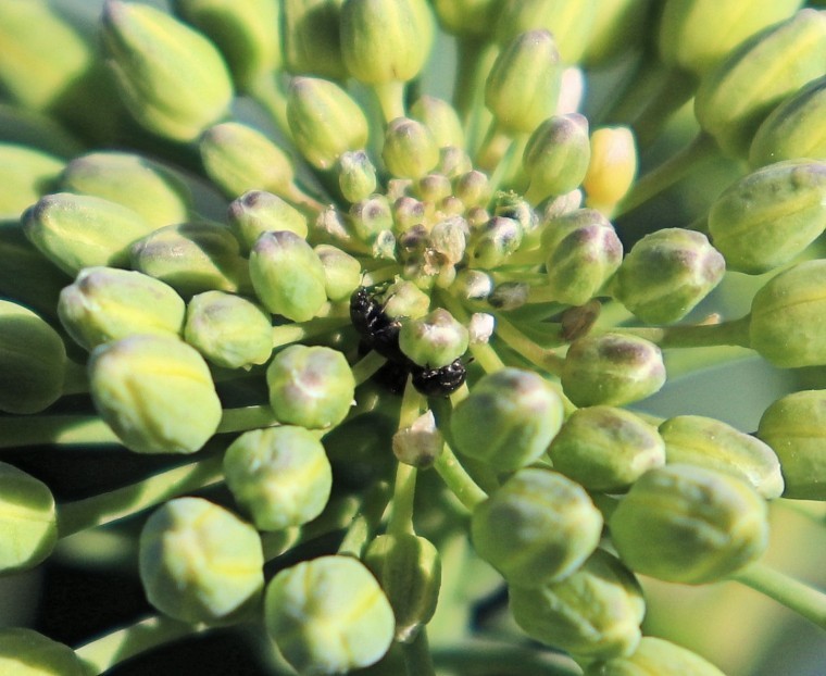 Regional crop status from the field