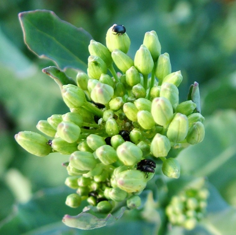 Don’t rush in with pollen beetle control